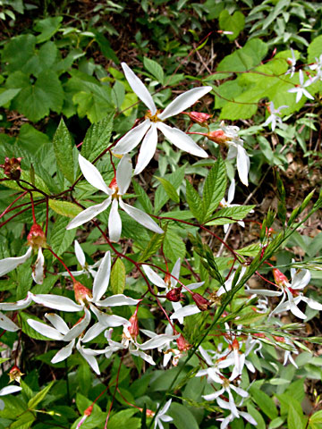 entire plant